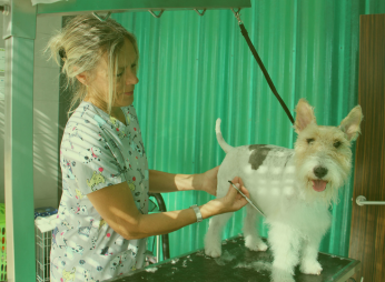 servicios peluquería veterinaria vet campello